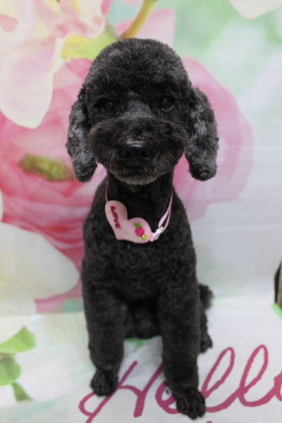 千葉県松戸市のトイプードルのトリミング画像