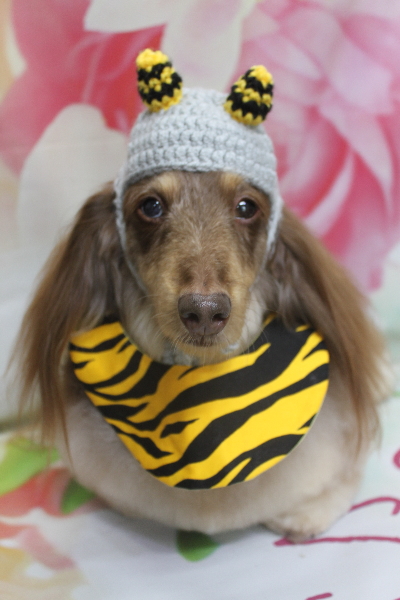 千葉県松戸市のミニチュアダックスのトリミング画像