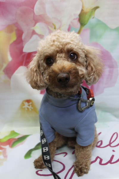 千葉県船橋市のトイプードルのトリミング前画像