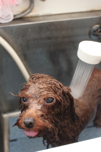 千葉県八千代市のトイプードルのオゾンシャワー画像