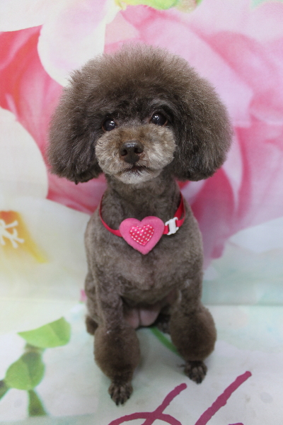 千葉県柏市のトイプードルのトリミング画像