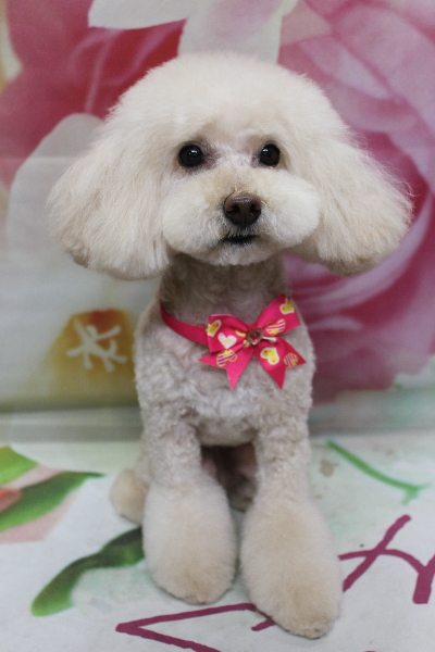 千葉県鎌ケ谷市のトイプードルトリミング画像