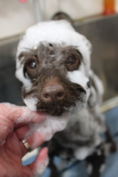 千葉県市川市のトイプードルのシャンプー画像