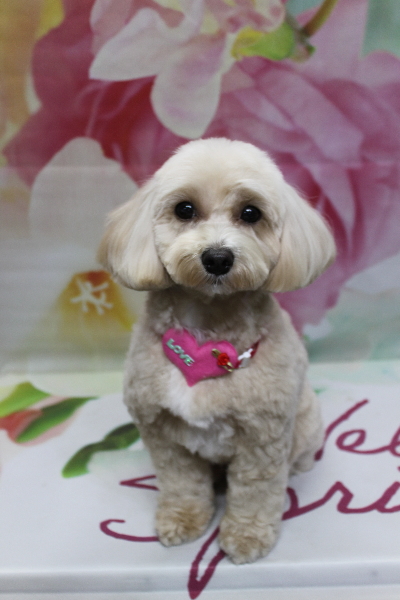 千葉県鎌ヶ谷市のミックス犬のトリミング画像