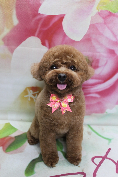 千葉県鎌ケ谷市トイプードルのトリミング画像