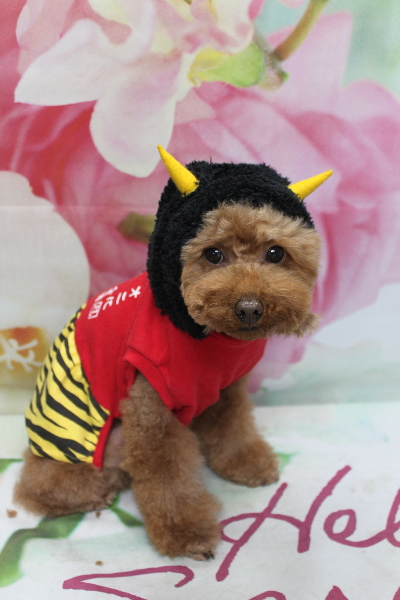 千葉県市川市のトイプードルのトリミング画像