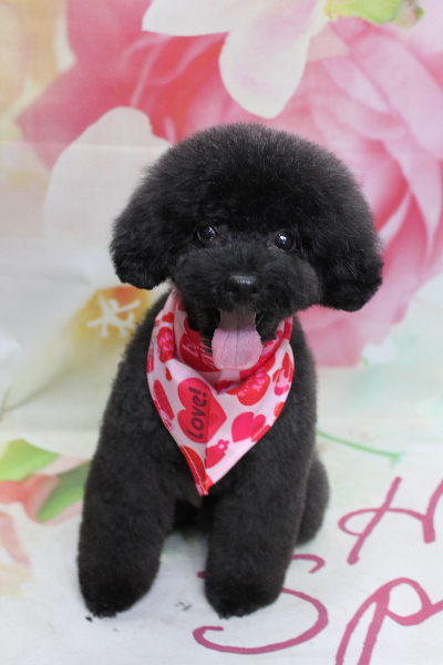 千葉県船橋市のトイプードルのトリミング画像