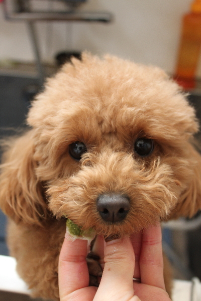 千葉県松戸市のトイプードルの歯磨き画像