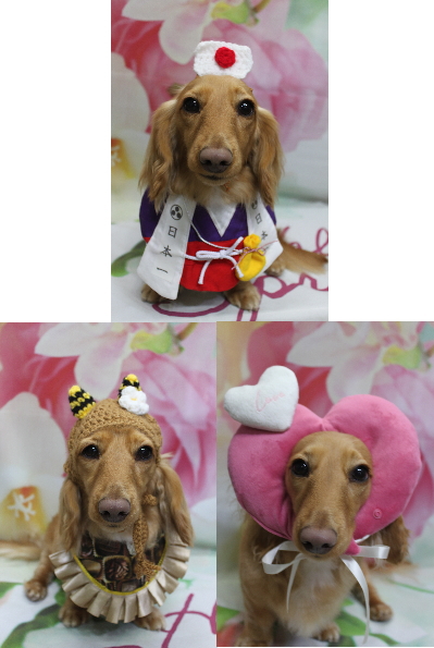 千葉県船橋市のミニチュアダックスのトリミング画像