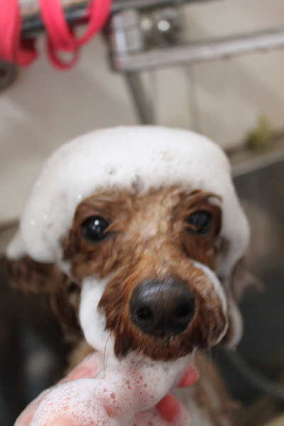 千葉県鎌ヶ谷市のトイプードルのシャンプー画像