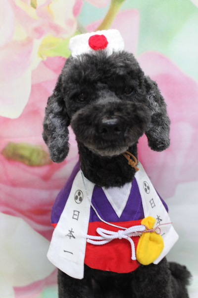 千葉県松戸市のトイプードルのトリミング画像