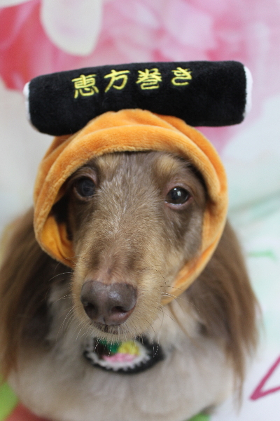 千葉県松戸市のミニチュアダックスのトリミング画像