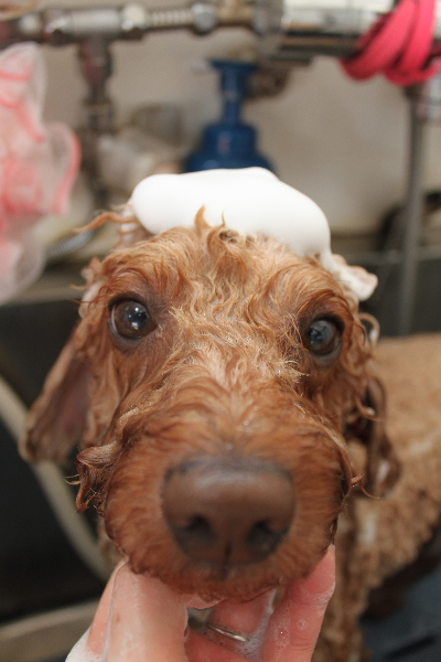 千葉県船橋市のトイプードルのシャンプー画像