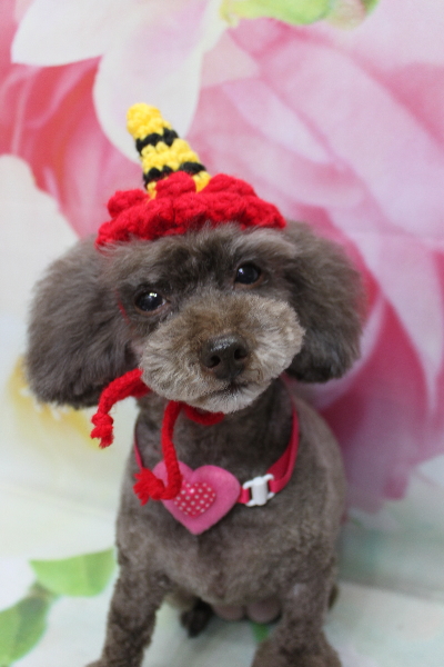 千葉県柏市のトイプードルのトリミング画像