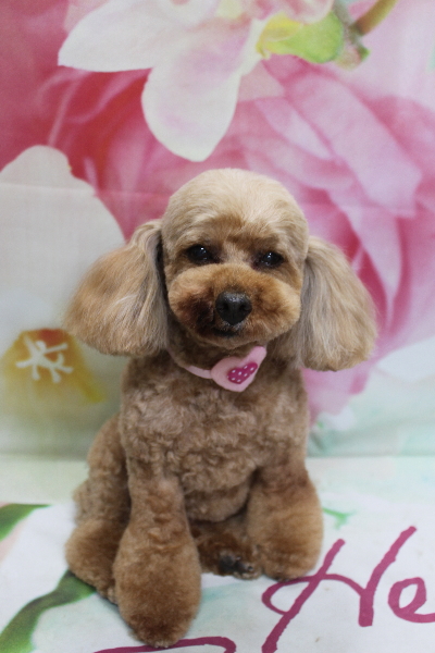 千葉県船橋市のトイプードルのトリミング画像