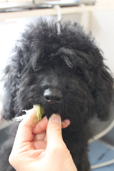 千葉県鎌ヶ谷市のトイプードルの歯磨き画像