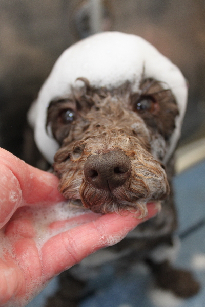千葉県市川市のトイプードルのシャンプー画像