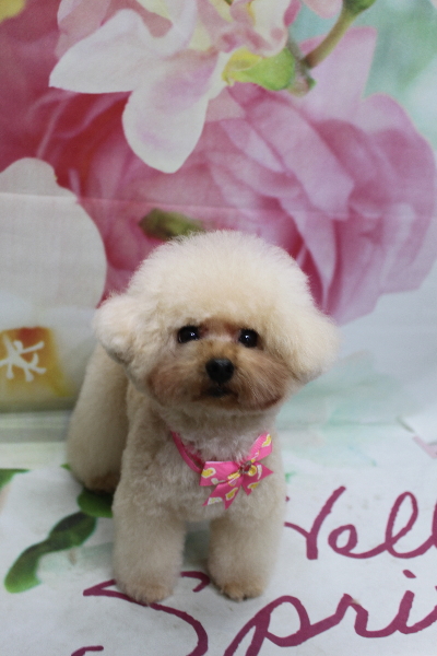 千葉県鎌ケ谷市のトイプードルトリミング画像