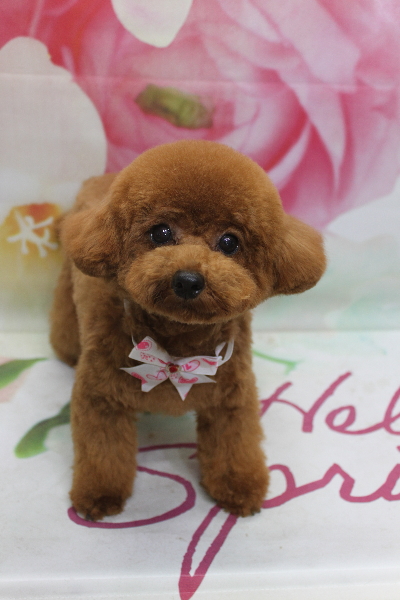 千葉県鎌ケ谷市トイプードルのトリミング画像