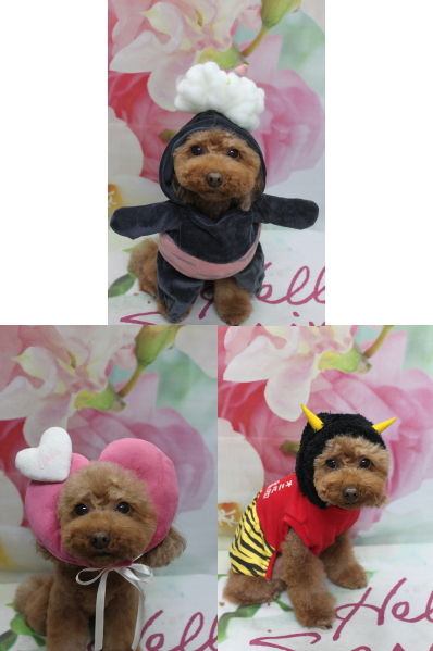 千葉県市川市のトイプードルのトリミング画像