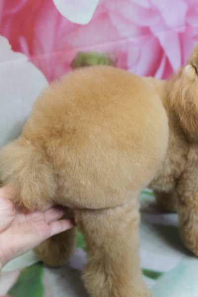 千葉県鎌ケ谷市のトイプードルのデザインカット画像