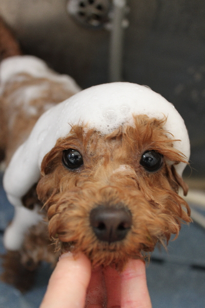 千葉県松戸市のトイプードルのシャンプー画像
