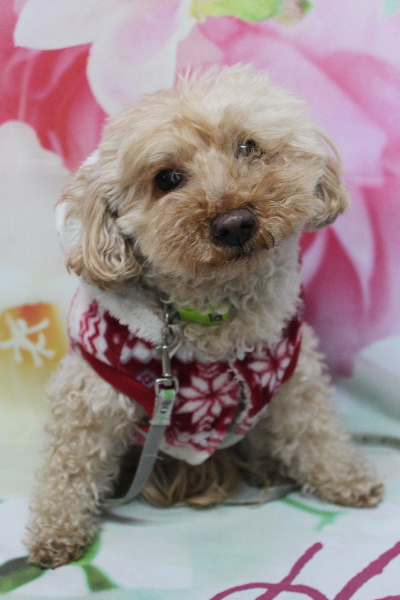 千葉県船橋市のトイプードルのトリミング前画像