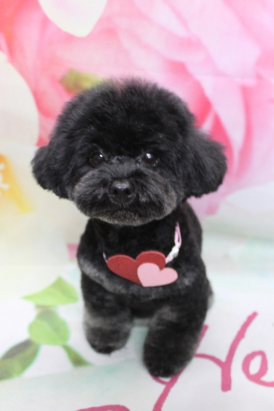 千葉県鎌ヶ谷市のトイプードルのトリミング画像