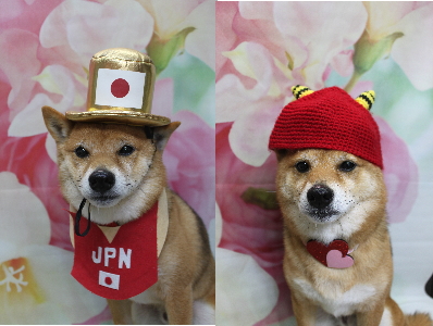 千葉県船橋市の豆柴のトリミング画像