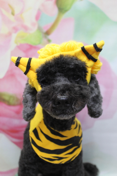 千葉県松戸市のトイプードルのトリミング画像