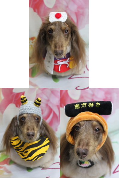 千葉県松戸市のミニチュアダックスのトリミング画像