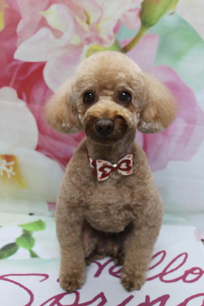 千葉県船橋市のトイプードルのトリミング画像