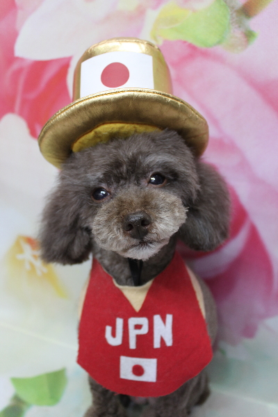 千葉県柏市のトイプードルのトリミング画像