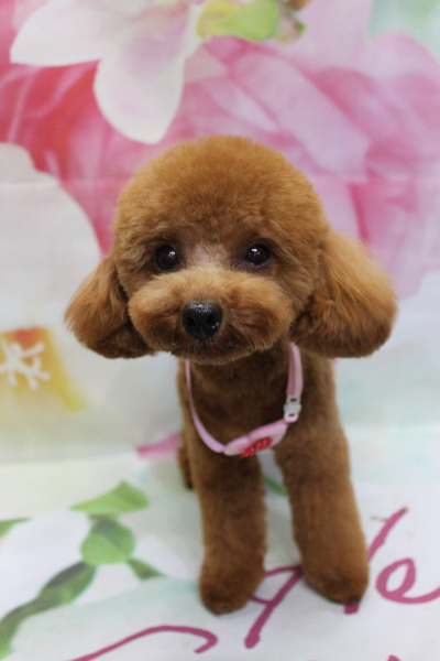 千葉県船橋市のトイプードルのトリミング画像