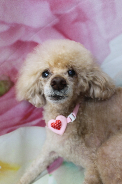 千葉県船橋市のトイプードルのトリミング画像