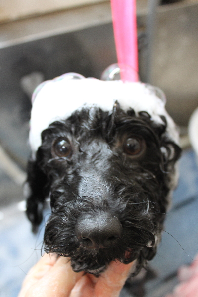 千葉県鎌ヶ谷市のトイプードルのシャンプー画像