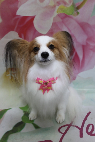 千葉県鎌ヶ谷市のパピヨンのトリミング画像