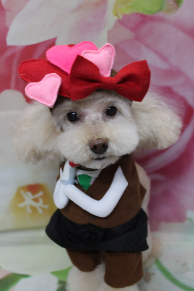 千葉県鎌ケ谷市のトイプードルトリミング画像