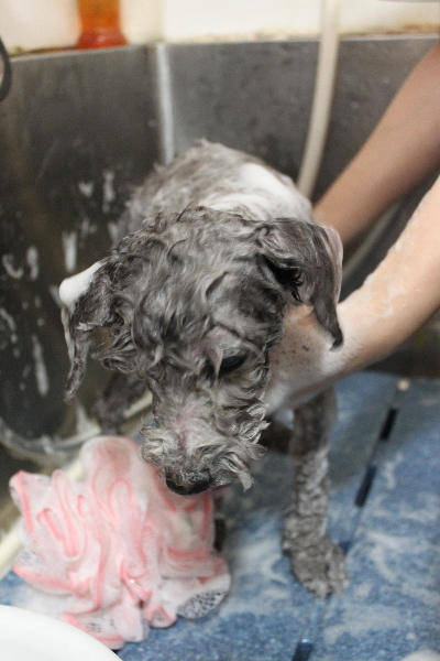 千葉県船橋市のトイプードルのシャンプー画像
