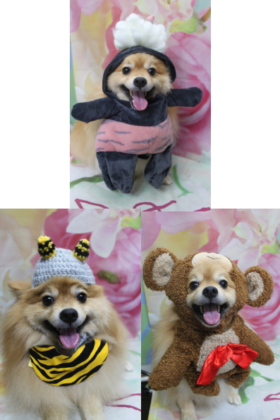 千葉県船橋市ポメラニアンのトリミング画像