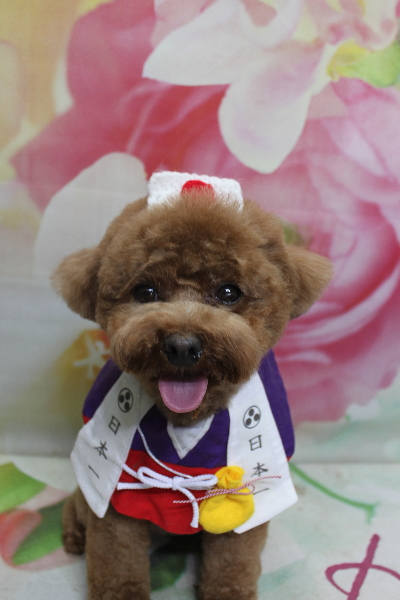 千葉県鎌ケ谷市トイプードルのトリミング画像