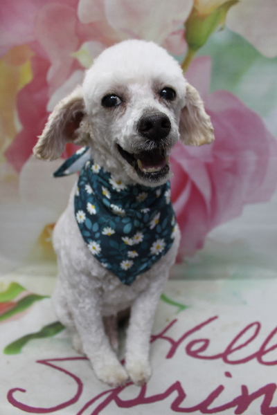 千葉県市川市のトイプードルのトリミング画像