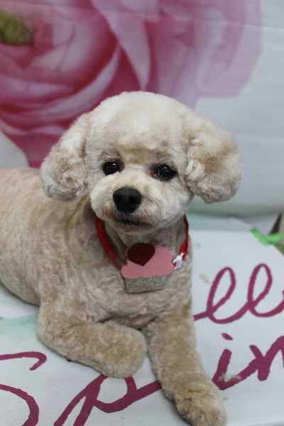 千葉県鎌ケ谷市のトイプードルのトリミング画像
