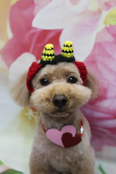 千葉県船橋市のトイプードルのトリミング画像