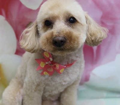 千葉県船橋市のトイプードルのトリミング画像