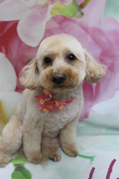 千葉県船橋市のトイプードルのトリミング画像