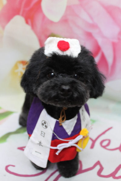 千葉県鎌ヶ谷市のトイプードルのトリミング画像