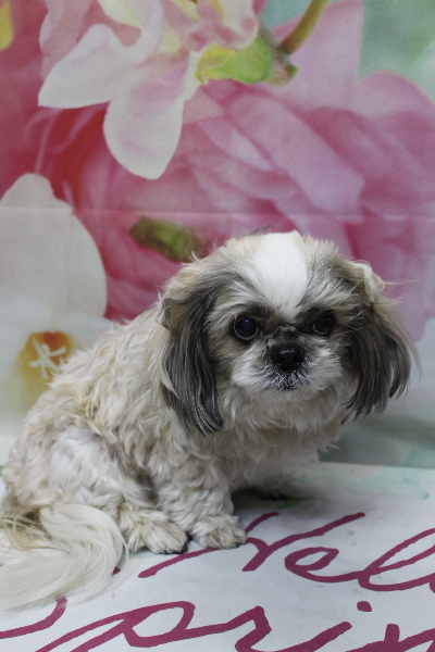 千葉県鎌ケ谷市のシーズーのトリミング前画像