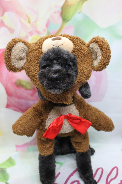 千葉県松戸市のトイプードルのトリミング画像