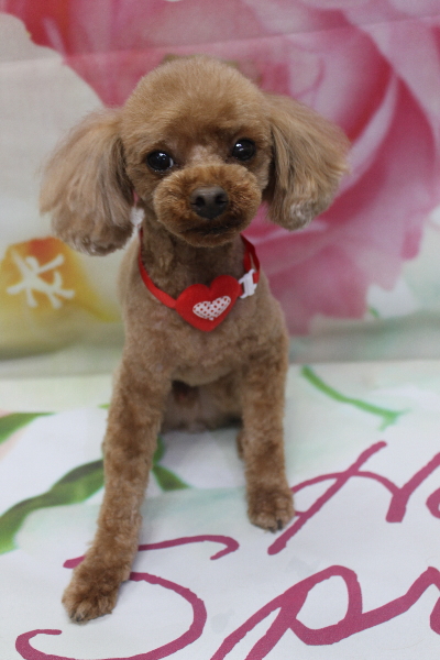 千葉県鎌ケ谷市のトイプードルのトリミング画像